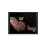 Mangrove Pit-viper