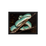 Fully-Grown Blue White-lipped Viper