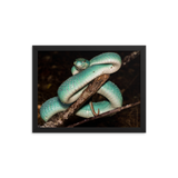 Fully-Grown Blue White-lipped Viper