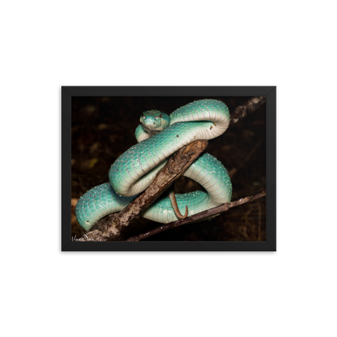 Fully-Grown Blue White-lipped Viper