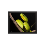 Portrait of White-lipped Viper