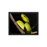 Portrait of White-lipped Viper