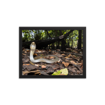 Javan Spitting Cobra