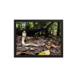 Javan Spitting Cobra