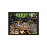 Javan Spitting Cobra (Juvenile)