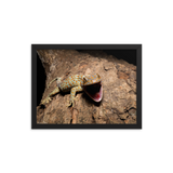 Tokay Gecko