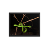 Male White-lipped Viper