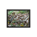 King Cobra (large female)