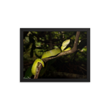 Bornean Keeled Pit Viper (adult female)