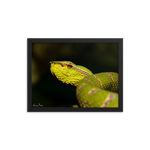 Bornean Keeled Pit Viper (close-up, male)