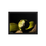 Bornean Keeled Pit Viper (close-up)