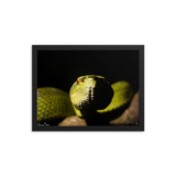 Bornean Keeled Pit Viper (close-up)