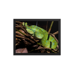 Bornean Keeled Pit Viper