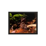 The Malayan Horned Frog