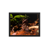 The Malayan Horned Frog