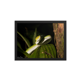 Bornean Keeled Pit Viper (juvenile male)