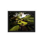 Danger is near - The Bornean Keeled Pit Viper