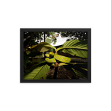 Danger is near - The Bornean Keeled Pit Viper