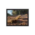 Sand Goanna