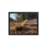 Sand Goanna