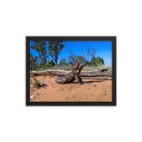 Shingleback Lizard