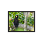 Yellow-tailed Black Cockatoo