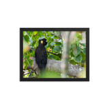 Yellow-tailed Black Cockatoo