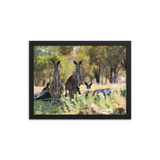 Eastern Grey Kangaroos