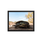 Murray River Turtle