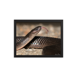 The Eastern Small-eyed Snake