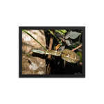 Coastal Carpet Python emerging from the forest