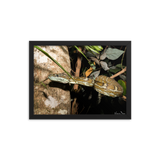 Coastal Carpet Python emerging from the forest