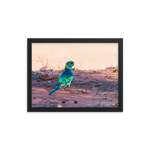 The Australian Ringneck Parrot