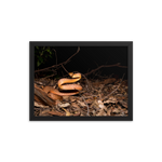 Brown Tree Snake