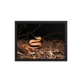 Brown Tree Snake