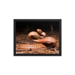 Brown Tree Snake (Juvenile)