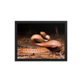 Brown Tree Snake (Juvenile)