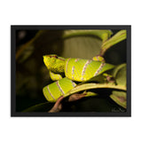 Bornean Keeled Pit Viper (male)