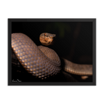 Mangrove Pit-viper