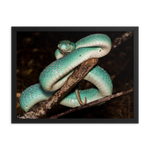 Fully-Grown Blue White-lipped Viper