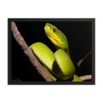 Portrait of White-lipped Viper