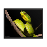 Portrait of White-lipped Viper