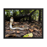 Javan Spitting Cobra