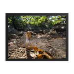 Javan Spitting Cobra (Juvenile)