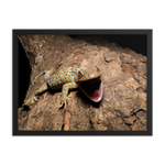 Tokay Gecko