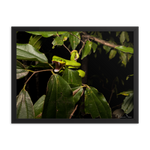 Fangs in the forest - The White-lipped Viper