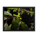 Fangs in the forest - The White-lipped Viper