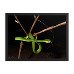 Male White-lipped Viper