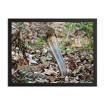 King Cobra (female)