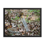 King Cobra (female)